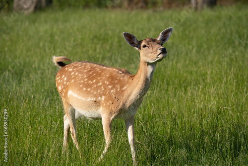 Weibliches Damwild im Sommerfell nimmt Witterung auf © Roberto Schettler