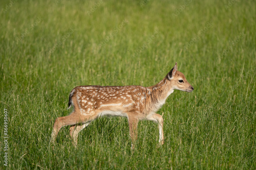 Damwild Kitz im Sommerfell auf grüner Wiese Damwild Kitz im Sommerfell auf grüner Wiese