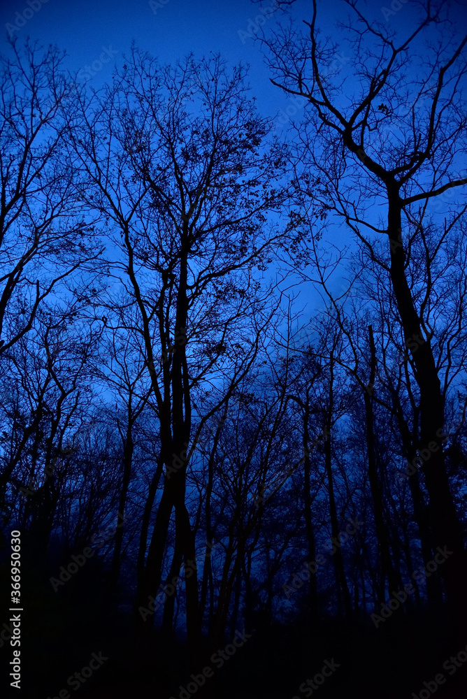 Winter Early Morning in forest Winter Early Morning in forest