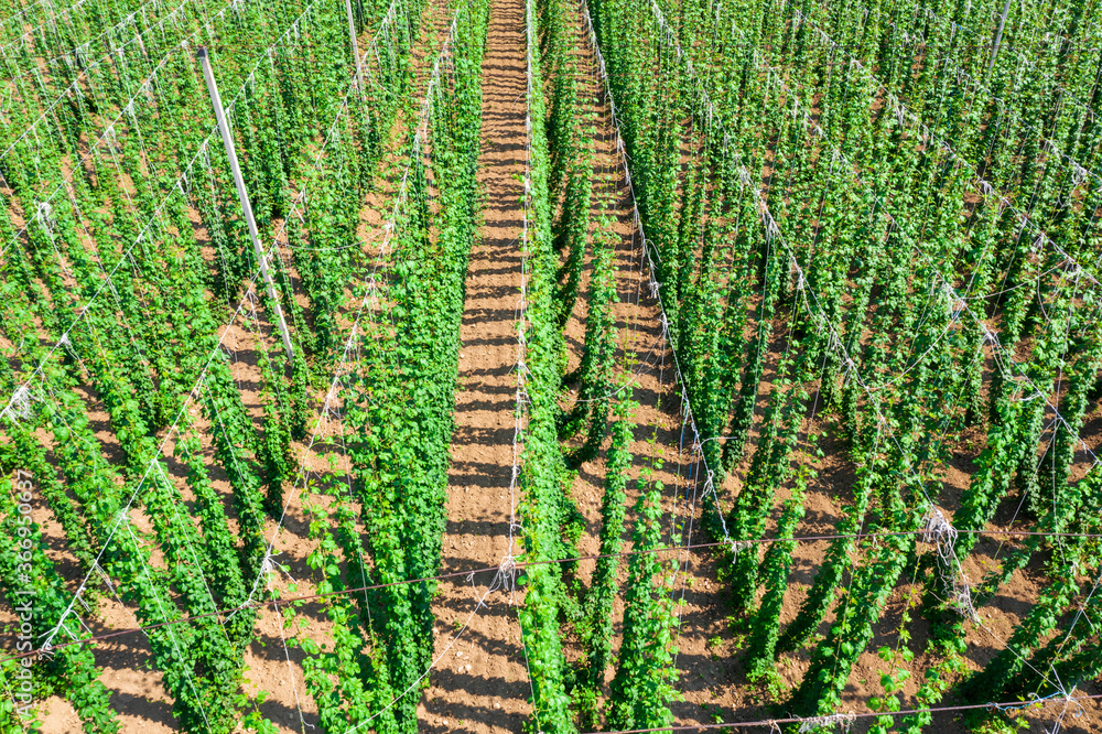Growing hops on the field for use in brewing, aerial view Growing hops on the field for use in brewing, aerial view