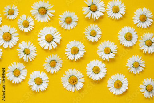 White chamomile daisy flowers on yellow background. Abstract summmer background. © Inga