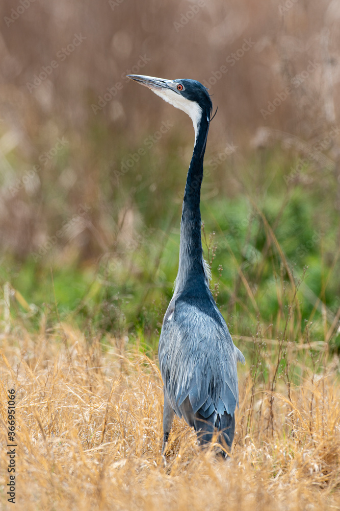 Obraz premium Héron mélanocéphale,.Ardea melanocephala, Black headed Heron, Afrique du Sud