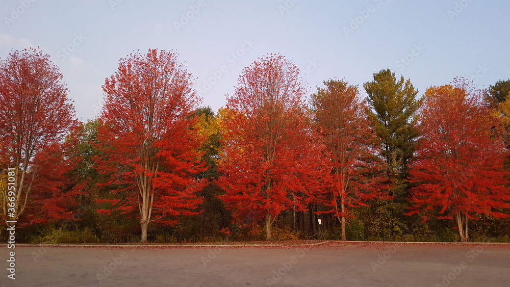 Naklejka premium autumn in the park
