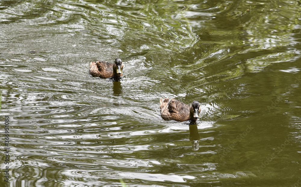 ducks swim in the river close to the shore ducks swim in the river close to the shore