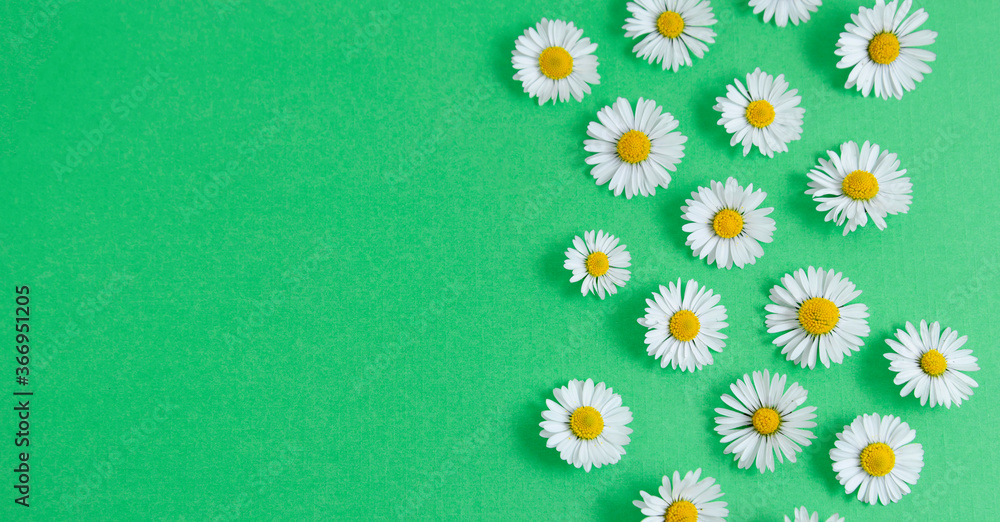 Fototapeta premium Chamomile daisy flowers on green background. Summer, spring Banner.