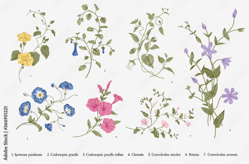 Vintage vector botanical illustration. Set. Climbing plants. Colorful - obrazy, fototapety, plakaty 