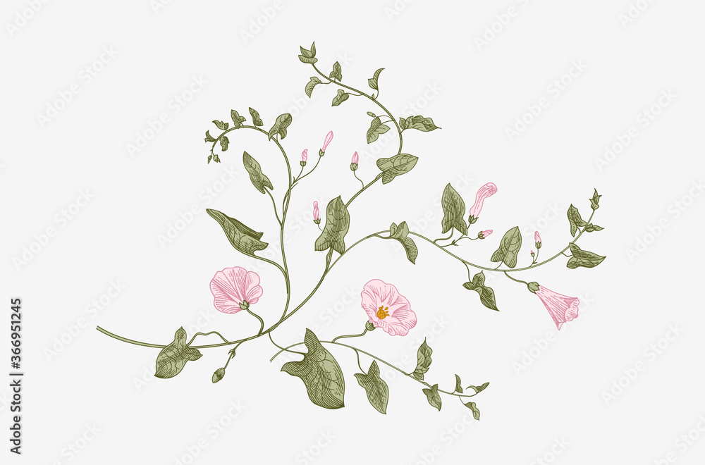 Fototapeta premium Vintage vector botanical illustration. Convolvulus arvensis. ..