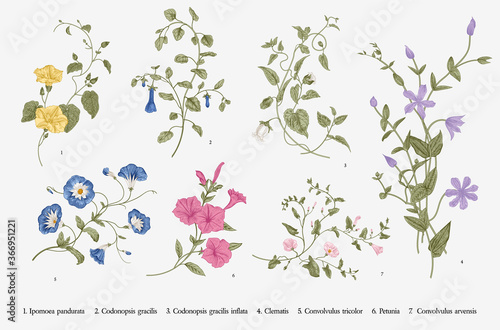 Vintage vector botanical illustration. Set. Climbing plants. Colorful photo