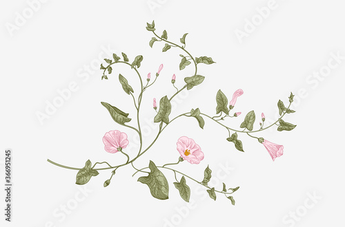 Vintage vector botanical illustration. Convolvulus arvensis. ..