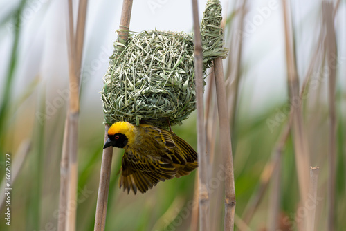 Tisserin intermédiaire,.Ploceus intermedius, Lesser Masked Weaver photo