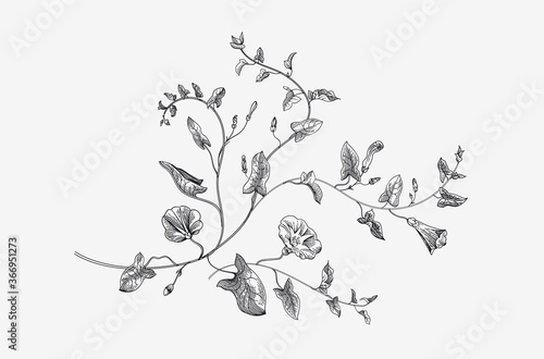 Vintage vector botanical illustration. Convolvulus arvensis. Black and white