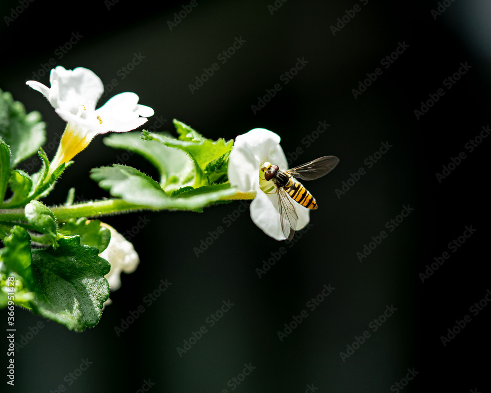 Schwebefliege