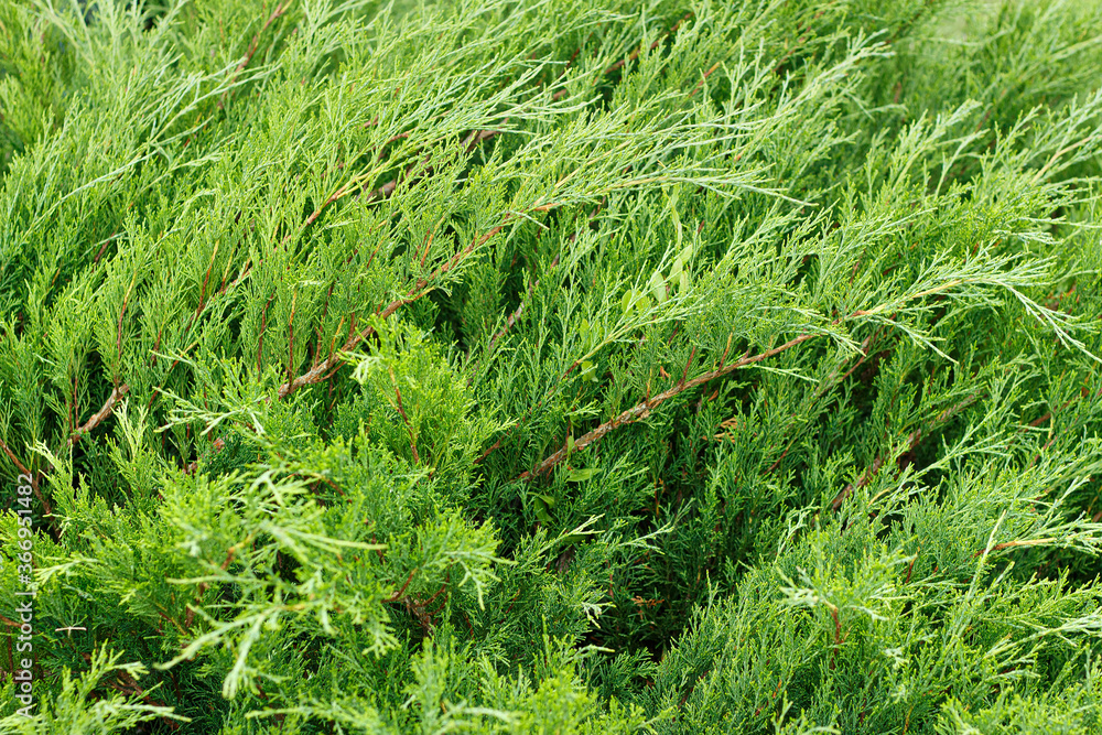 Closeup of a creeping green juniper shrub as background Closeup of a creeping green juniper shrub as background