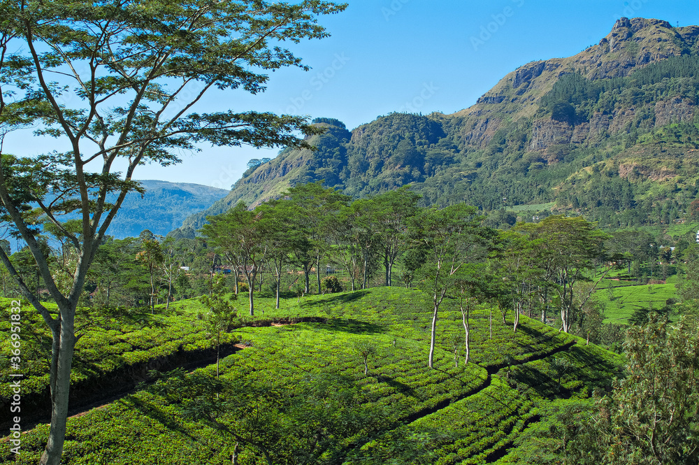 Tea plantations in Nuwara Eliya, Sri Lanka