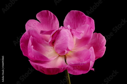 Chinese Peony (Paeonia lactiflora). Flower Closeup