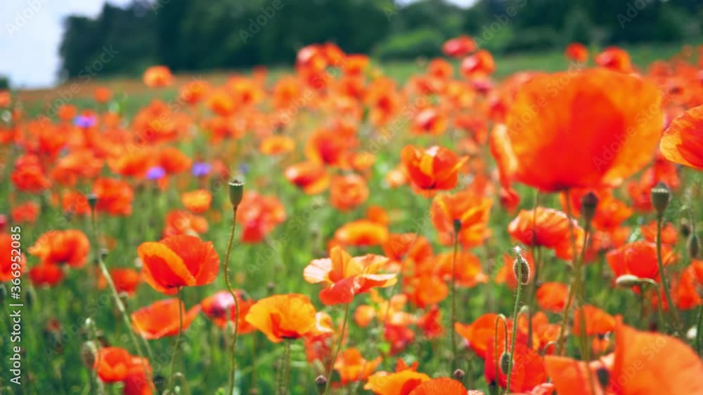 Poppy red art field floar flower nature sun colorfull Poppy red art field floar flower nature sun colorfull