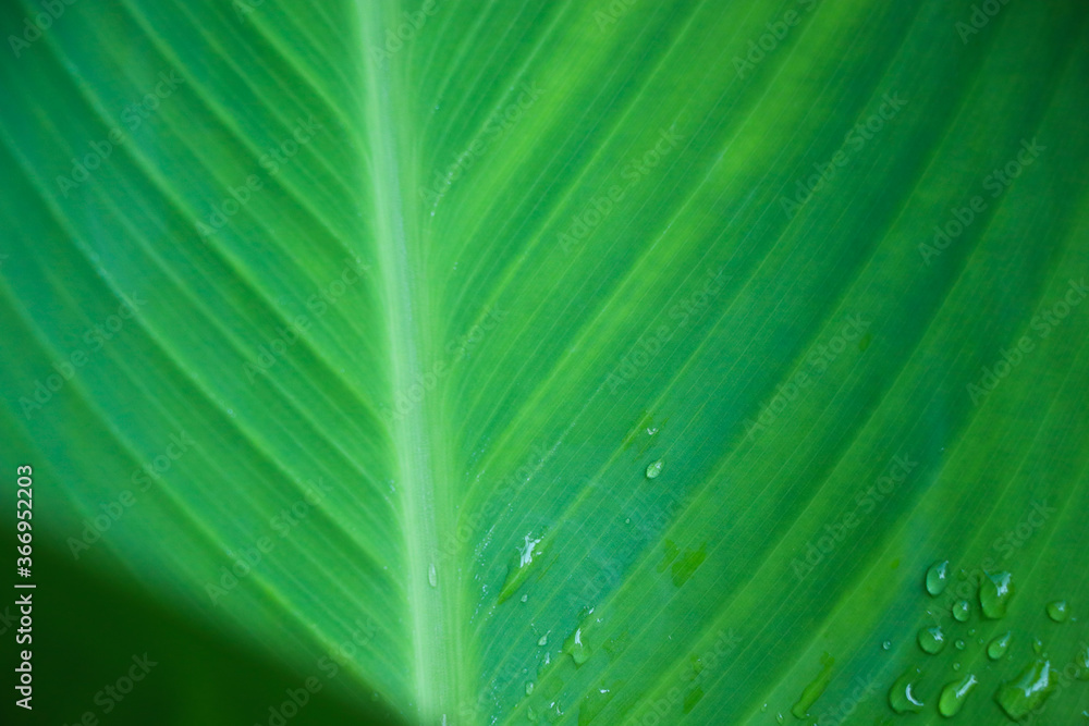 Green leaves with droplets beautiful color in nature background Green leaves with droplets beautiful color in nature background