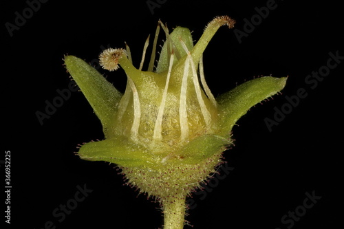 Tufted Saxifrage (Saxifraga cespitosa). Young Fruit Closeup photo