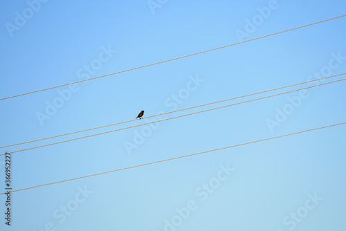 the bird is sitting on the wires