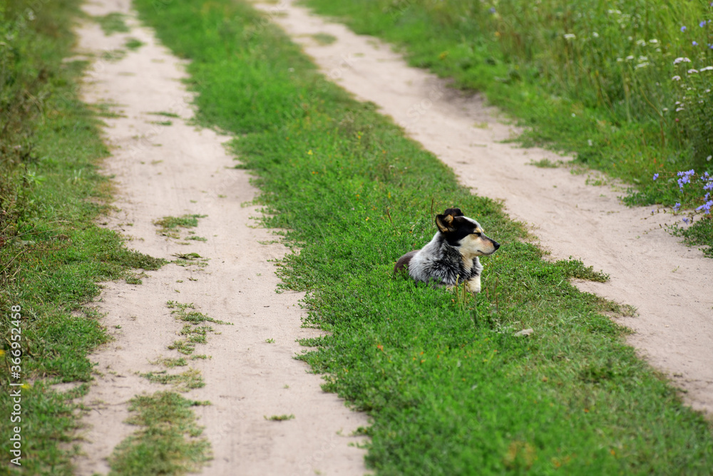 a village dog is lying on the road a village dog is lying on the road