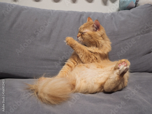 ソファに座る猫（マンチカン）