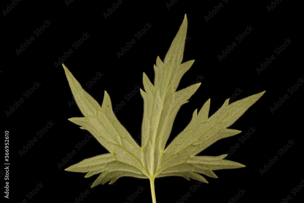 Delphinium (Delphinium x cultorum). Leaf Closeup Delphinium (Delphinium x cultorum). Leaf Closeup