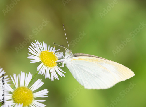 Butterfly insect macro