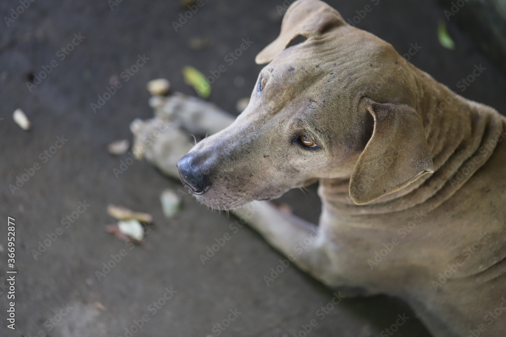 Dog shelter in Thailand, Dog Rescue Dog shelter in Thailand, Dog Rescue