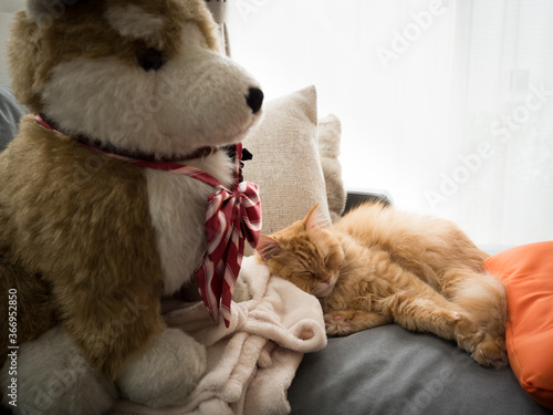 犬のぬいぐるみと一緒に寝る猫（マンチカン） © T.Hashimo