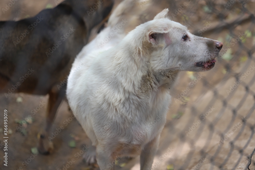 Dog shelter in Thailand, Dog Rescue Dog shelter in Thailand, Dog Rescue