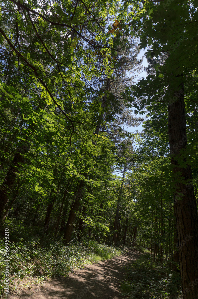 Forest trail on a sunny day in The Noordhollands Duinreservaat, The Netherlands