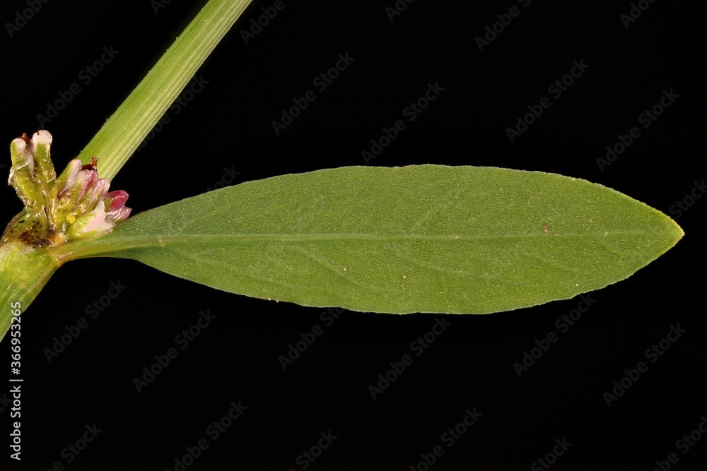 Obraz premium Common Knotgrass (Polygonum aviculare). Leaf Closeup