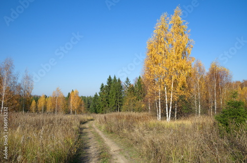 Autumn landscape in the countryside