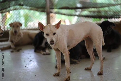 Dog shelter in Thailand  Dog Rescue