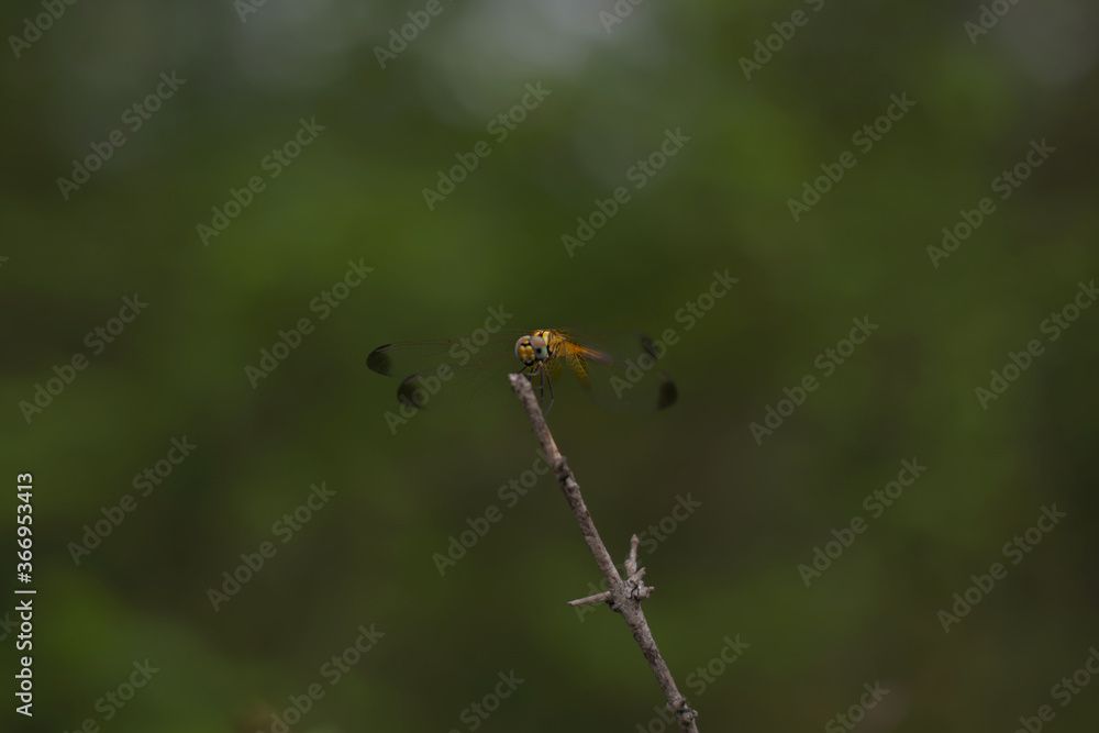 dragonfly dragonfly