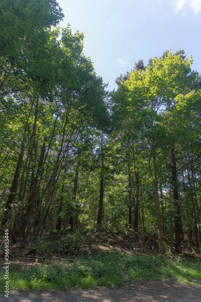 Forest trail on a sunny day in The Noordhollands Duinreservaat, The Netherlands