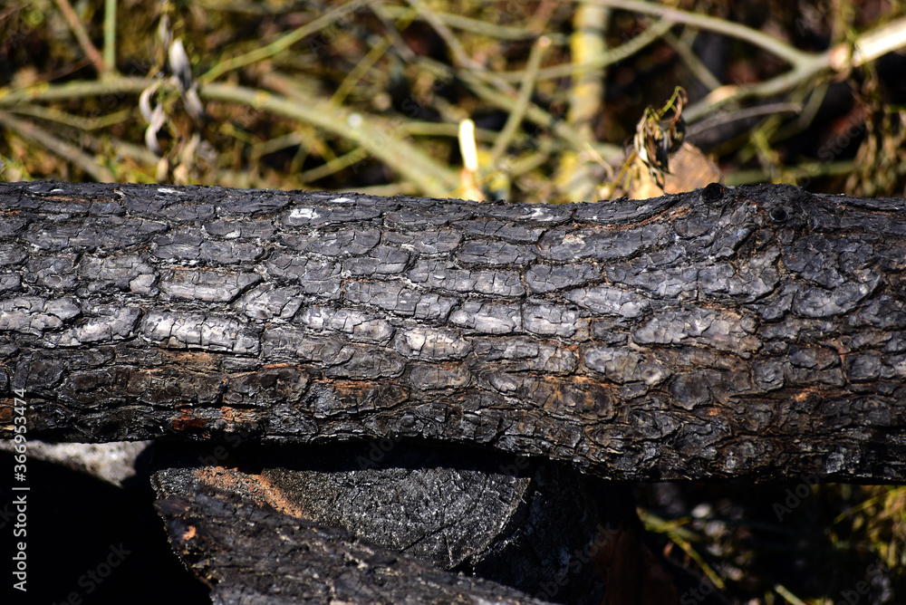 burned trees in a large fire