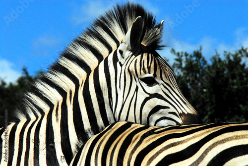 Africa- Very Close Up of Two Zebras Together in South Africa
