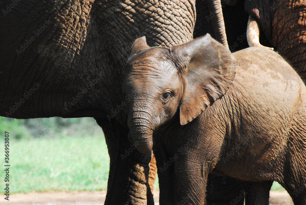 Africa- Close Up Wild Baby Elephant Sticking Close to Mother Stock ...