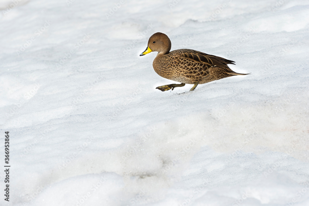 South Georgia Pintail (Anas georgica georgica), King Edward Cove, South Georgia, South Georgia and the Sandwich Islands, Antarctica South Georgia Pintail (Anas georgica georgica), King Edward Cove, South Georgia, South Georgia and the Sandwich Islands, Antarctica