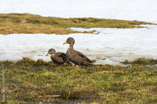 South Georgia Pintail (Anas georgica georgica), King Edward Cove, South Georgia, South Georgia and the Sandwich Islands, Antarctica photo