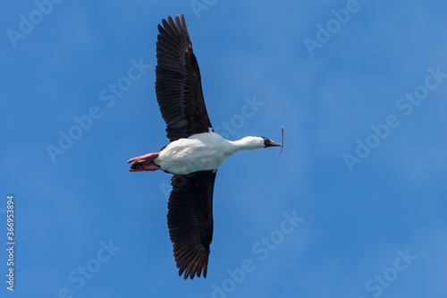 Imperial Shag (Phalacrocorax atriceps) flying with nesting material in its beak, Elsehul Bay, South Georgia Island, Antarctic