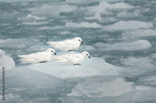 Group of Snow petrels (Pagodroma nivea) on the pack ice, Molkte Bay, South Georgia © Gabrielle