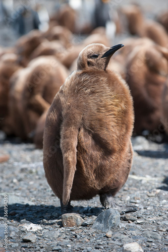 Foto King penguin chick (Aptenodytes patagonicus), Fortuna Bay, South Georgia Island