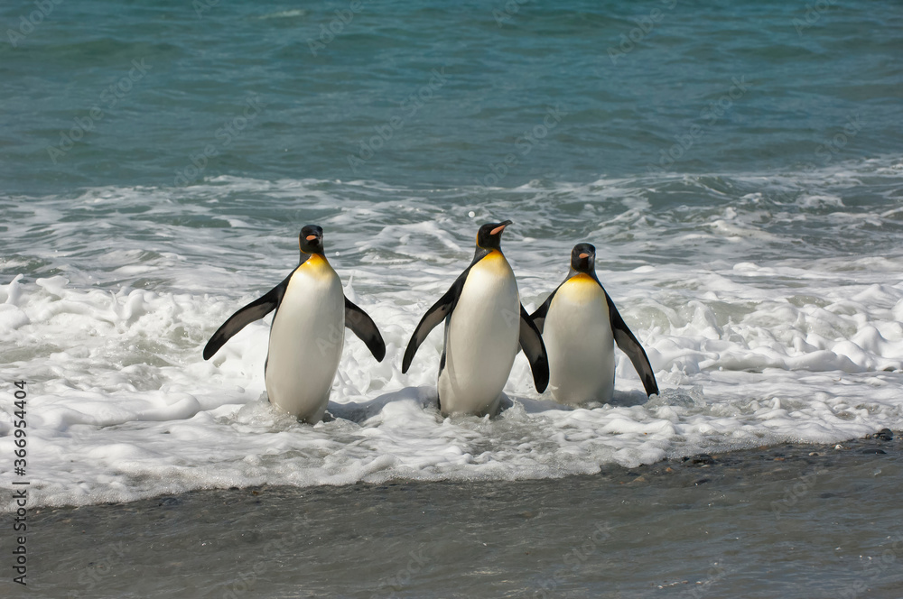 Obraz premium Group of King penguins (Aptenodytes patagonicus) emerging from the water, St. Andrews Bay, South Georgia Island