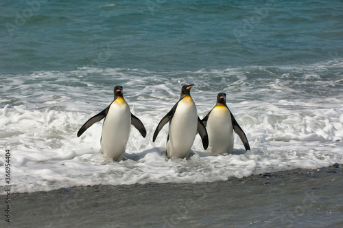 Group of King penguins (Aptenodytes patagonicus) emerging from the water, St. Andrews Bay, South Georgia Island