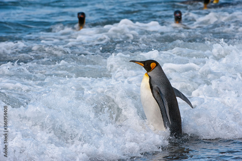 King penguin  Aptenodytes patagonicus  entering into the water  St. Andrews Bay  South Georgia Island