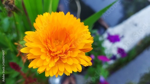 yellow flower in the garden