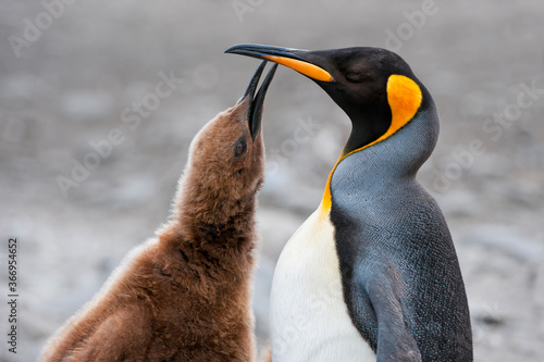 King penguin feeding a chick  Aptenodytes patagonicus   St. Andrews Bay  South Georgia Island