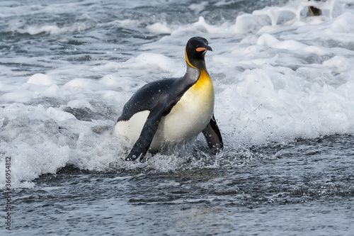 King Penguin (Aptenodytes patagonicus) coming out of the water, Salisbury Plain, South Georgia Island, Antarctic